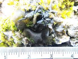 Attēlu rezultāti vaicājumam “Leptogium saturninum”