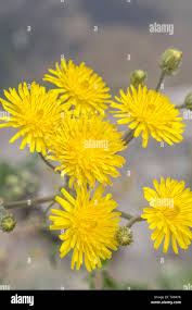 Attēlu rezultāti vaicājumam “Asteraceae”