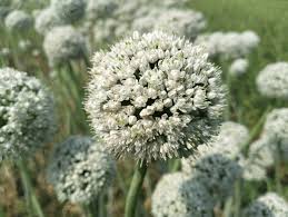 Attēlu rezultāti vaicājumam “Allium cepa”