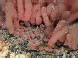 Attēlu rezultāti vaicājumam “Arcyria major”