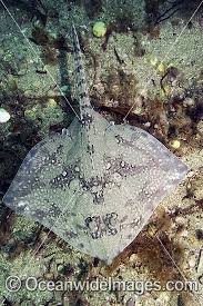 Image result for Raja clavata