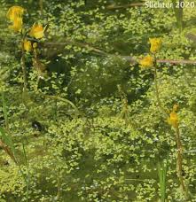 Attēlu rezultāti vaicājumam “Utricularia vulgaris leaf”