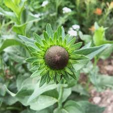 Image result for Rudbeckia