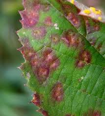 Attēlu rezultāti vaicājumam “Phragmidium sp.”