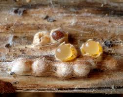 Attēlu rezultāti vaicājumam “Sphaerobolus stellatus”