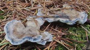 Attēlu rezultāti vaicājumam “Postia caesia”