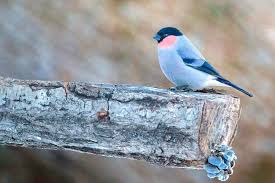 Attēlu rezultāti vaicājumam “Pyrrhula pyrrhula”