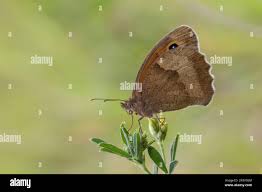 Attēlu rezultāti vaicājumam “Maniola jurtina”