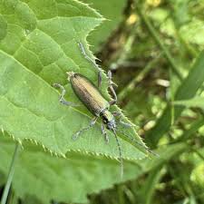 Attēlu rezultāti vaicājumam “Donacia clavipes”