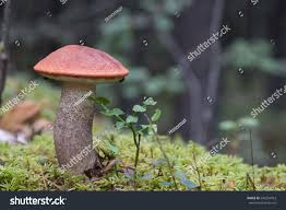 Attēlu rezultāti vaicājumam “Leccinum vulpinum”