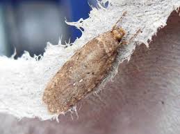 Attēlu rezultāti vaicājumam “Agonopterix heracliana”