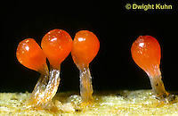 Attēlu rezultāti vaicājumam “Physarum luteolum young”