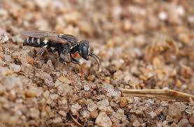 Attēlu rezultāti vaicājumam “Bembix rostrata”