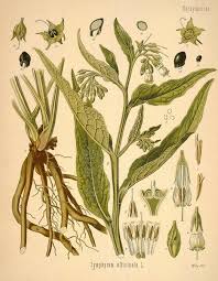 Image result for Symphytum officinale
