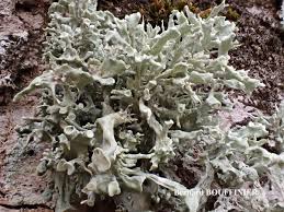 Attēlu rezultāti vaicājumam “Ramalina fastigiata”