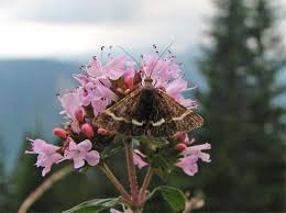 Attēlu rezultāti vaicājumam “Pyrausta cingulata”