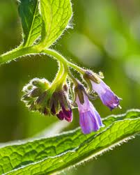 Image result for Symphytum officinale