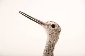 Image result for Tringa melanoleuca