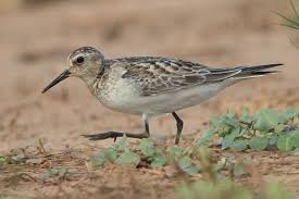 Image result for Calidris bairdii