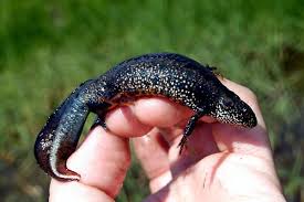 Attēlu rezultāti vaicājumam “Triturus cristatus”