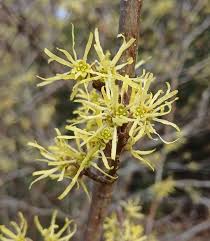 Attēlu rezultāti vaicājumam “Hamamelis virginiana”