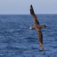 Attēlu rezultāti vaicājumam “Stercorarius parasiticus”