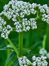 Attēlu rezultāti vaicājumam “Valeriana officinalis flower”
