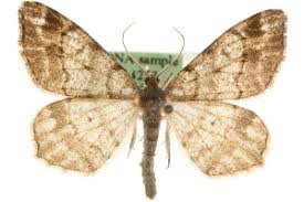 Attēlu rezultāti vaicājumam “Macaria signaria”