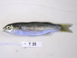 Image result for Chelon richardsonii