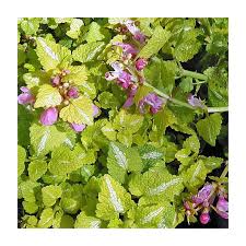 Attēlu rezultāti vaicājumam “Lamium maculatum”