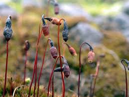 Attēlu rezultāti vaicājumam “Bryum pallescens”