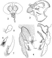 Attēlu rezultāti vaicājumam “Tanytarsus”