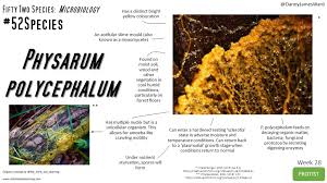 Attēlu rezultāti vaicājumam “Physarum contextum sessile”