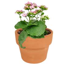 Image result for Kalanchoe blossfeldiana