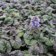 Image result for Heuchera Metallica