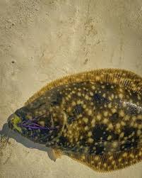 Image result for Paralichthys lethostigma