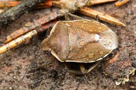 Attēlu rezultāti vaicājumam “Chlorochroa pinicola”