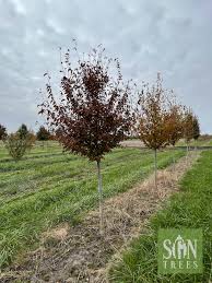 Attēlu rezultāti vaicājumam “Carpinus caroliniana”