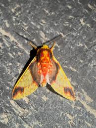 Attēlu rezultāti vaicājumam “Hepialus humuli male”