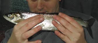 Image result for Coregonus artedi