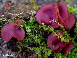 Attēlu rezultāti vaicājumam “Ascocoryne cylichnium”