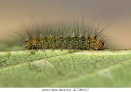 Attēlu rezultāti vaicājumam “Spilosoma lubricipeda”