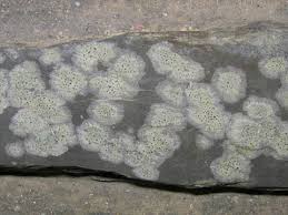 Attēlu rezultāti vaicājumam “Bacidia subincompta”