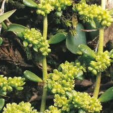 Attēlu rezultāti vaicājumam “Herniaria glabra”