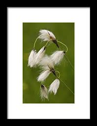 Attēlu rezultāti vaicājumam “Eriophorum latifolium flower”