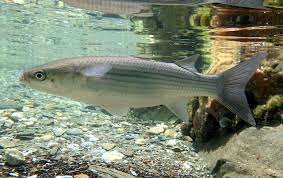 Image result for Chelon labrosus