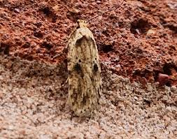 Attēlu rezultāti vaicājumam “Agonopterix aranella”