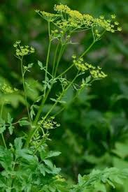 Image result for Pastinaca sativa