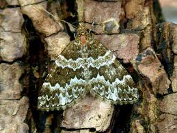 Attēlu rezultāti vaicājumam “Electrophaes corylata”