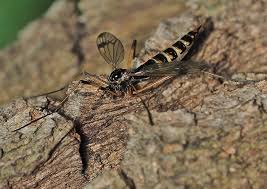 Attēlu rezultāti vaicājumam “Dictenidia bimaculata”